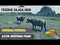 Tedong Silaga 2020 _ Kerbau Kerbau Ini Asyik Bermain Bersama (Whir Latandrank)