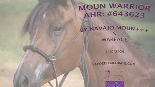 Moun Warrior - 6 Year Old Full Arabian- Sold To Endurance