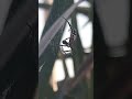 Araña Argiope argentata. Arañas de Reynosa México.