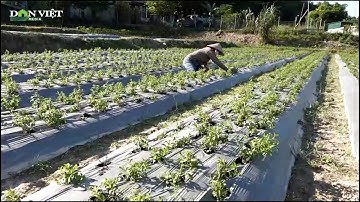 Nông dân Yên Bái làm giàu nhờ trồng cỏ ngọt xuất khẩu sang châu Âu