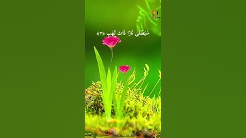 سورة المسد .سعد الغامدي ..
