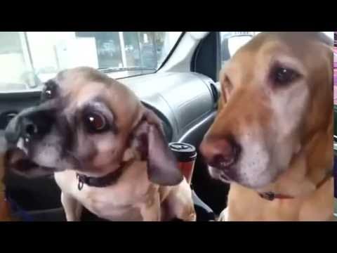 Why Does Daisy Get Her Ice Cream First Youtube