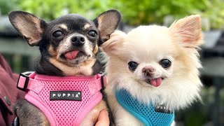 Cedric Shows Maya How To Shop At Garden Centre