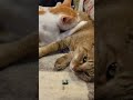 でかい子供に乳を吸われる母猫の表情 #cat