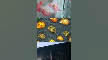 4 Cách xử lý rêu xanh trong hồ cá rồng