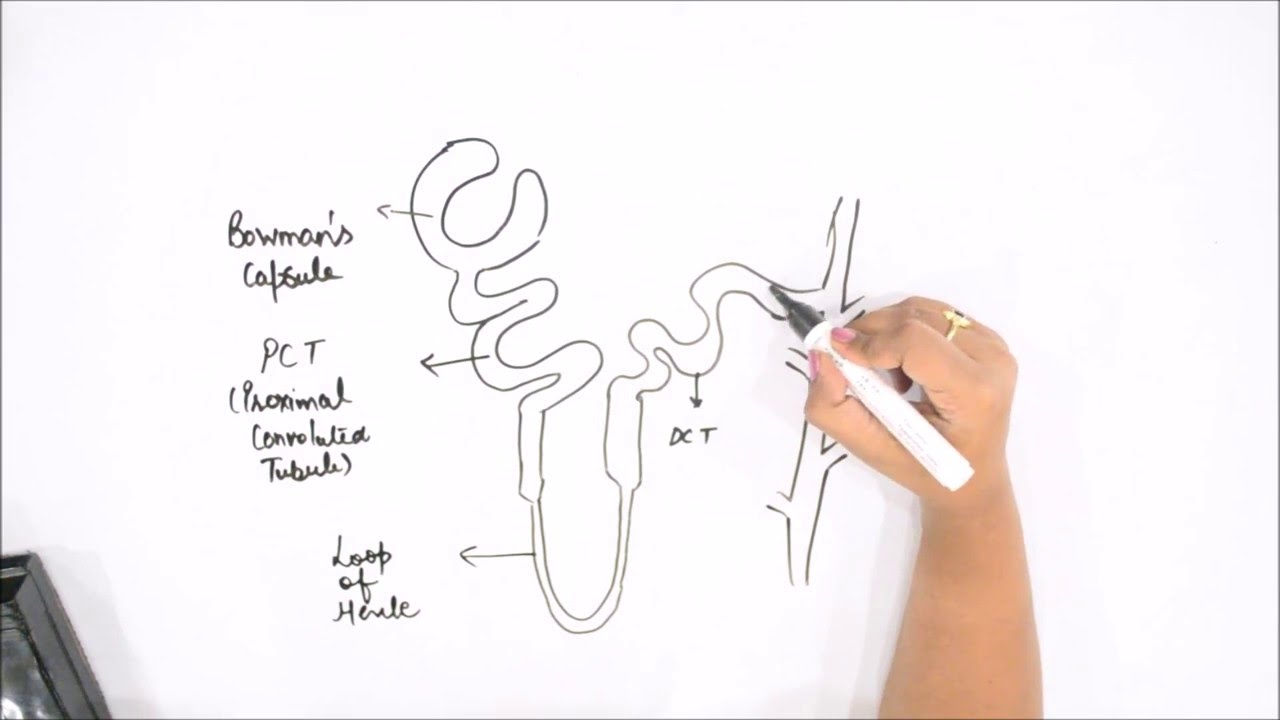 How to draw nephron of kidney - YouTube