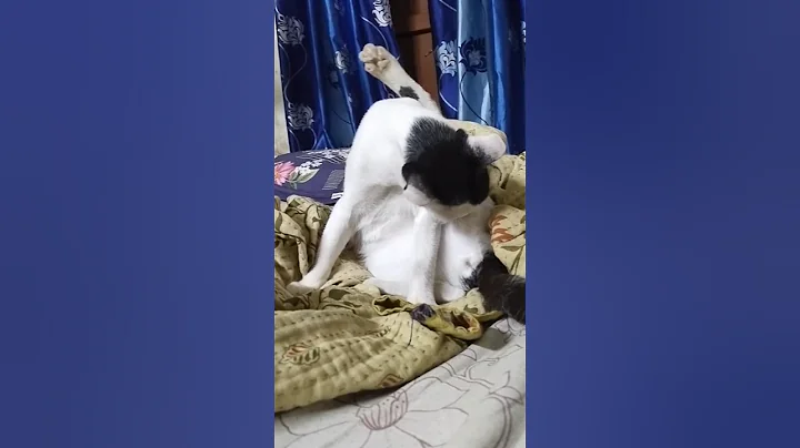 Watch the video about My beautiful white cat ready to sleep 😴 2025/you laugh you lose 😂 funny cats videos#shorts