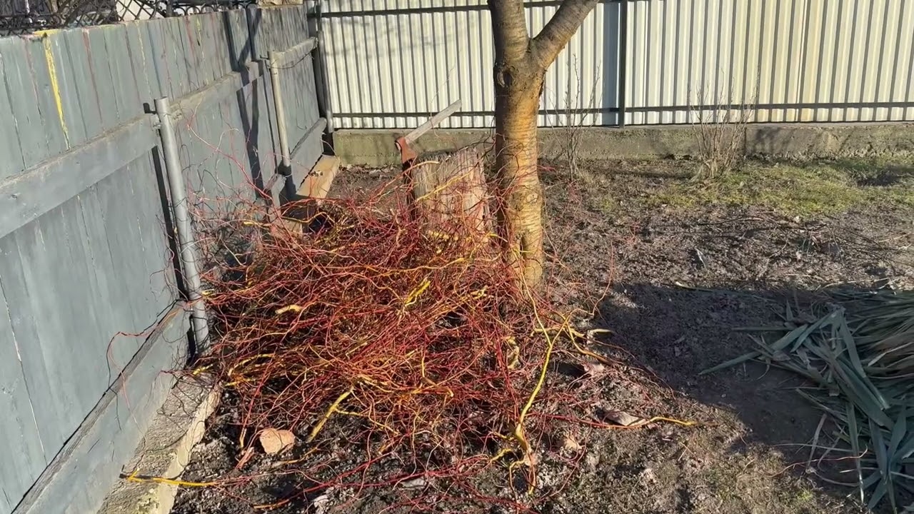 То коли ж випускати тих осмій?            (сезон 2026)