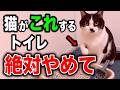【知らないと危険】猫がトイレに不満があるサイン6選を獣医師が解説します【くぅのキャットフード研究室公式切り抜き】