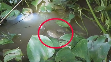 Cắm câu cá lóc Miền Tây  | Bông lúa Miền Tây