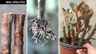 SUPER EASY Method To GROW Rubber Plant From Cutting!