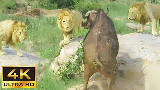 4K African Wildlife: Discovery Wonderful Wild Animals Movie Of Arusha National Park With Calm Music