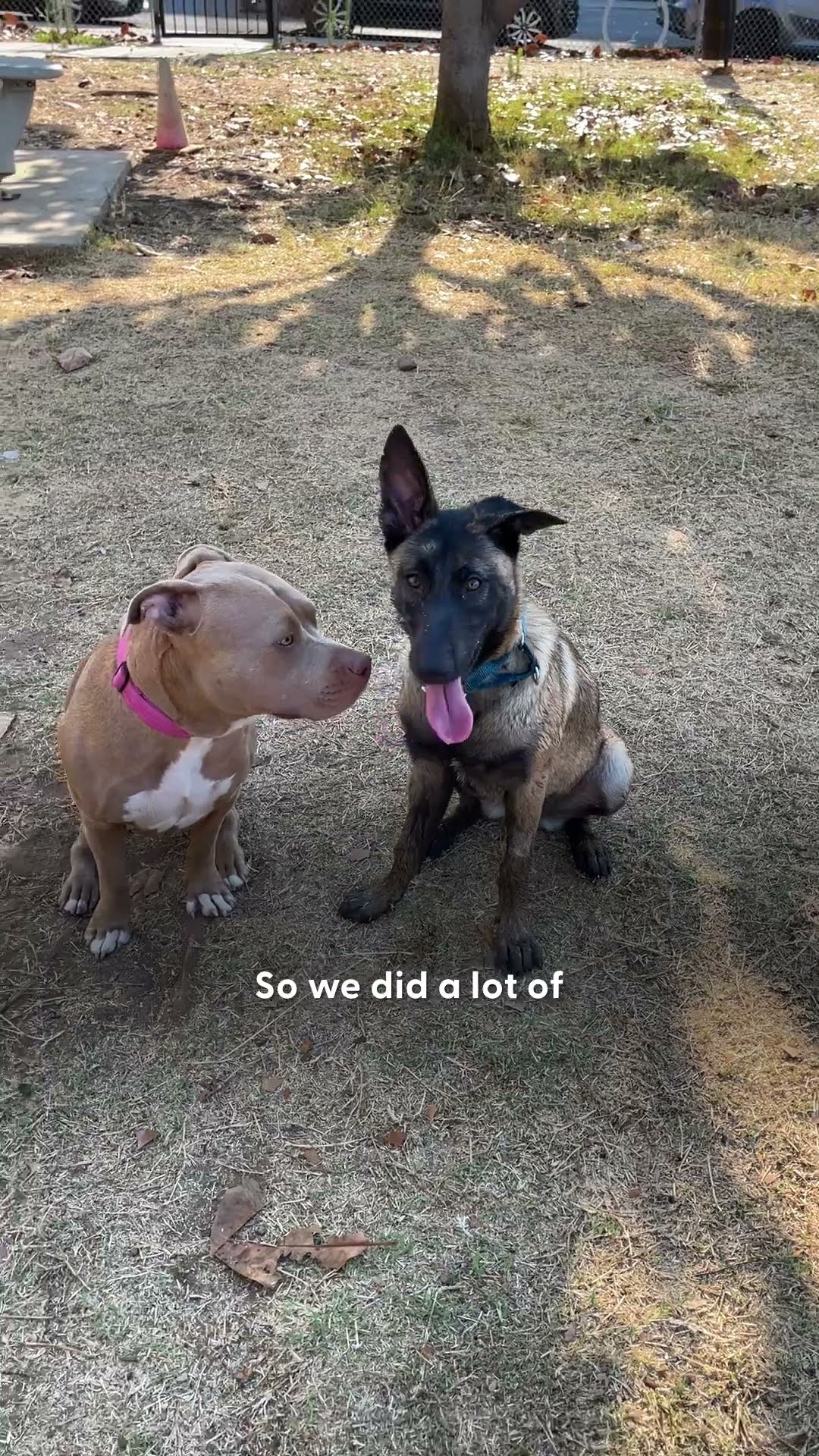 Pittie Is NOT Impressed With New Foster Puppy | The Dodo