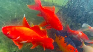 Gorgeous goldfish! Celebrating 10 years of my garden ponds (Norwich UK) by TheIanBullock 2,047 views 8 months ago 22 minutes