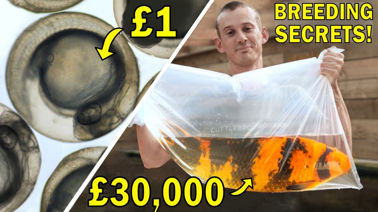 Как разводить дорогих японских рыбок кои (пошаговый документальный фильм)