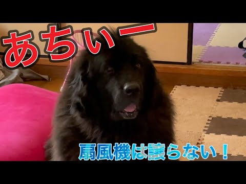 #Shorts 扇風機は俺の物!独占するニューファンドランド みんなマッタリ ポメラニアン 保護猫 仔猫 保護犬