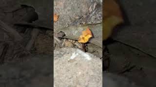 Formiga carregadeira #ant #insects #animals #shortsvideo