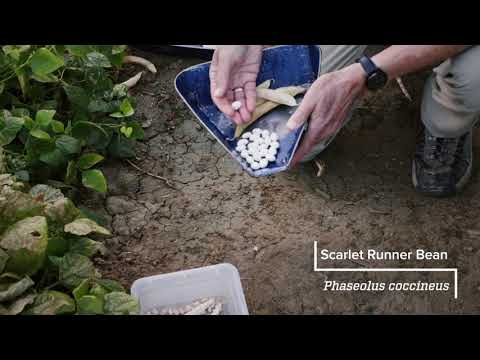 Legume Family: Common Bean & Other Phaseolus Species | Colorado Field Crop Tour