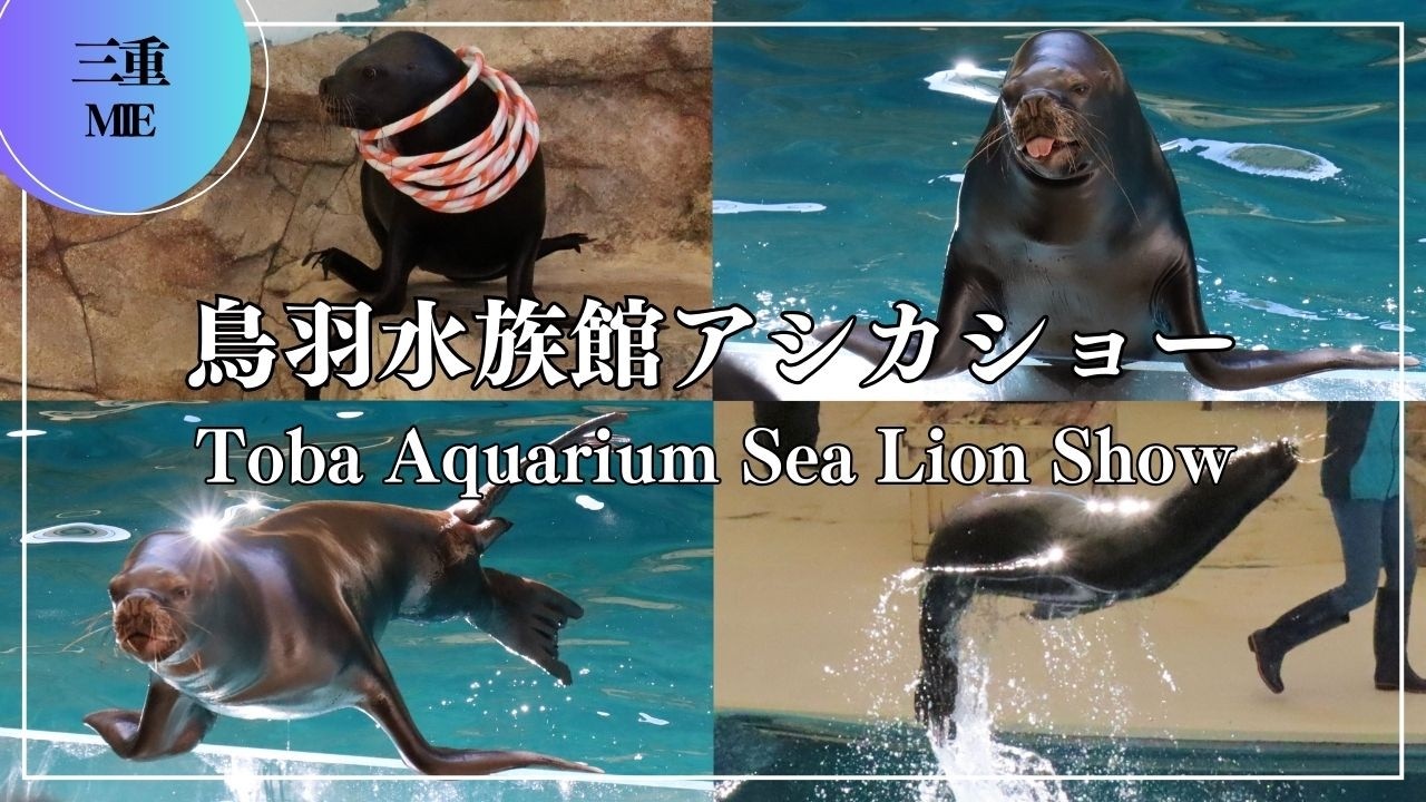 鳥羽水族館アシカショー Toba Aquarium Sea Lion Show - YouTube