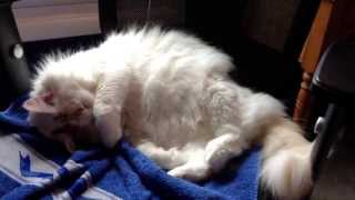 Cat Tail Wagging (Fats knows his name) by TheMoonwalkerVideos 867 views 10 years ago 54 seconds