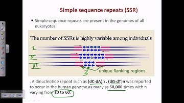 Simple sequence repeat (SSR) or microsattelite