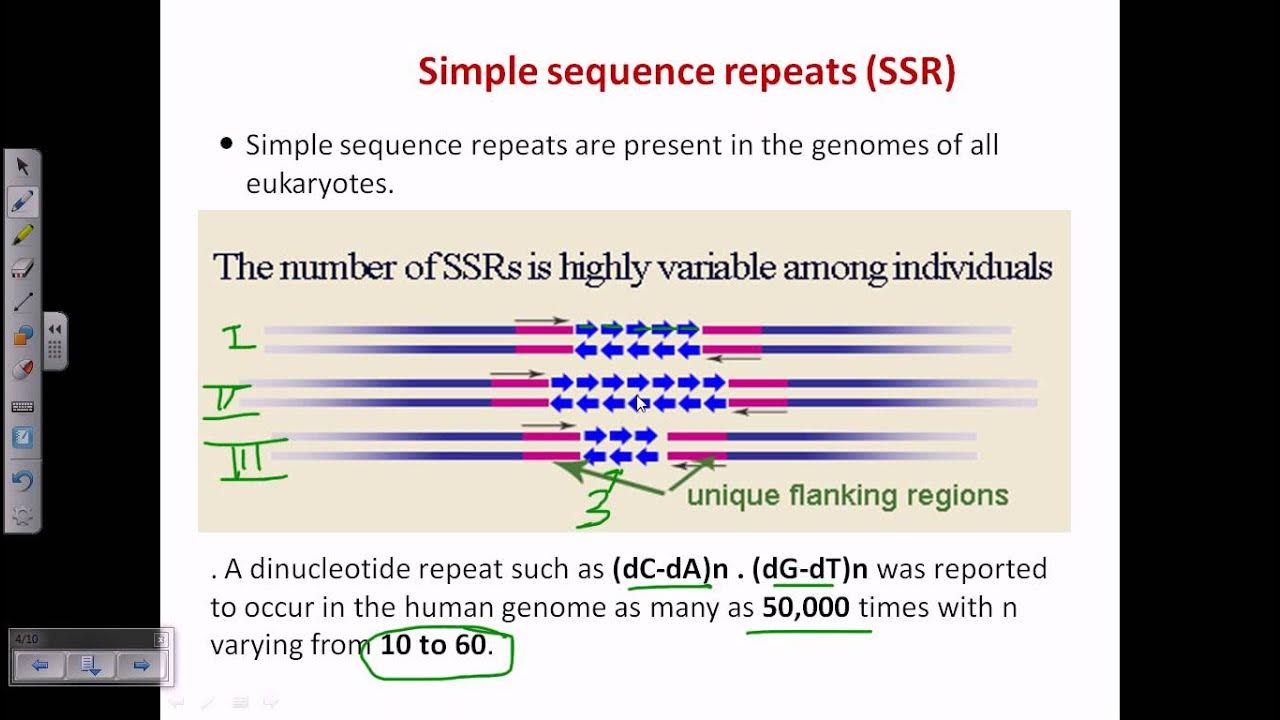 Simple sequence. Микросателлитный. Simple sequence. Simple sequence. Молекулярные маркеры презентация.