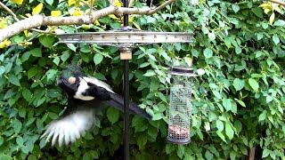 Accrobatic magpies (amazing behaviour - upside down)