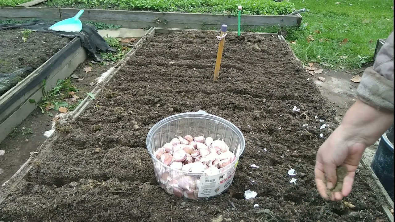 Подготовка грядки под чеснок под зиму. Урожайная грядка сажаем чеснок. способы посадки чеснока. двухуровневая посадка чеснока. механическая посадка чеснока.
