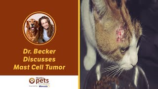 Dr  Becker Discusses Mast Cell Tumors