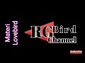 Cara Lovebird Prestasi Merem Melek Durasi Pendek Tapi Rajin Cocok Untuk Pancingan Lovebird Konslet Mp3 - Mp4 Download