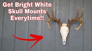 How To Get Super White European Skull Mounts