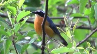 Suara Burung Sikatan Mugimaki(Tledekan Mini)