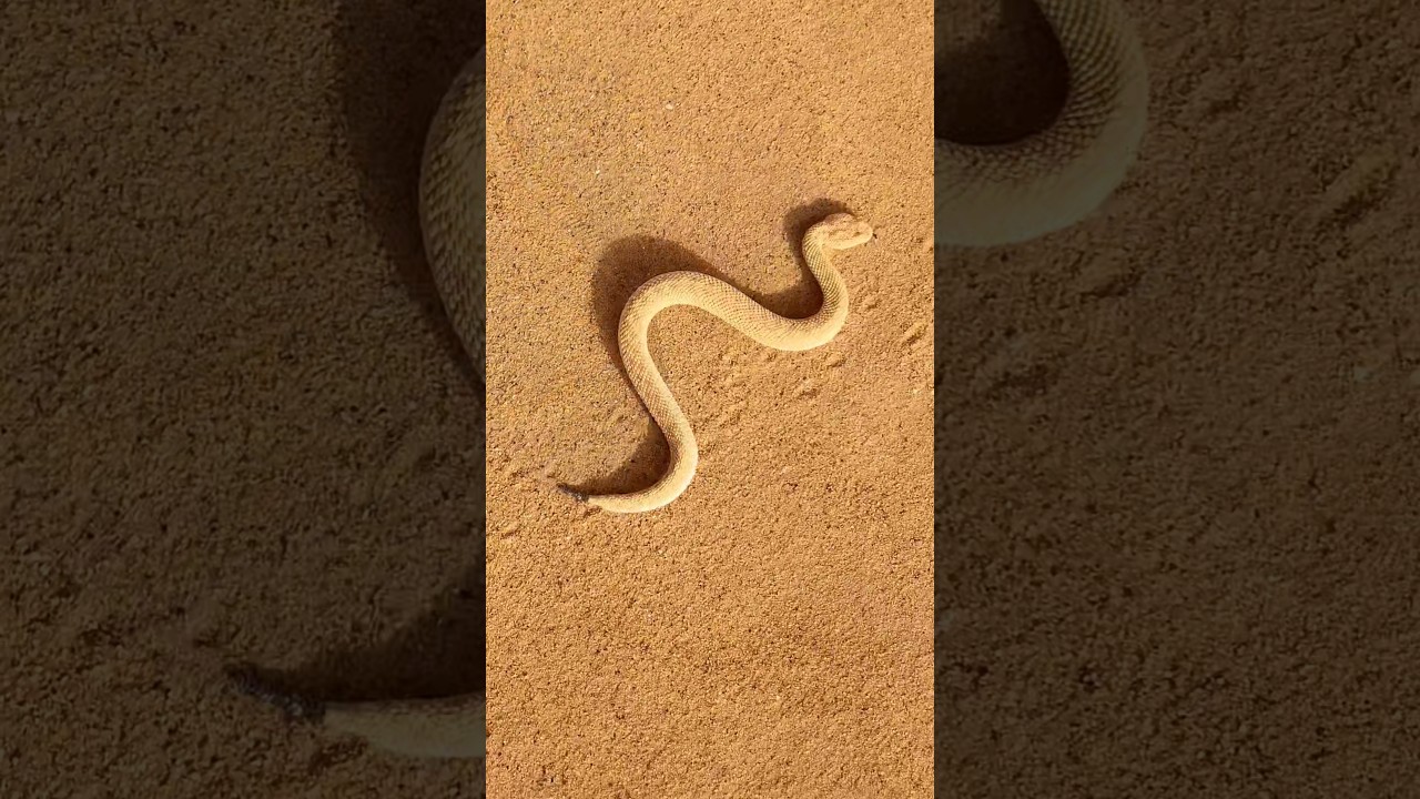 The sidewinder Sahara Sand Viper races through the desert sand 