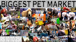 Biggest pet market in tamilnadu ❤| dog sale in chennai | sunday birds market | kozhi market tamil