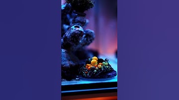 Removing frag racks and putting in rockscape into Ultum Nature Systems R80. #ultumnaturesystems