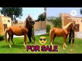 beautiful horse for sale