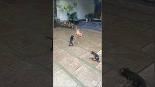 നമ്മുക്ക് കളിക്കാം,,❤️🦮🥰🐕