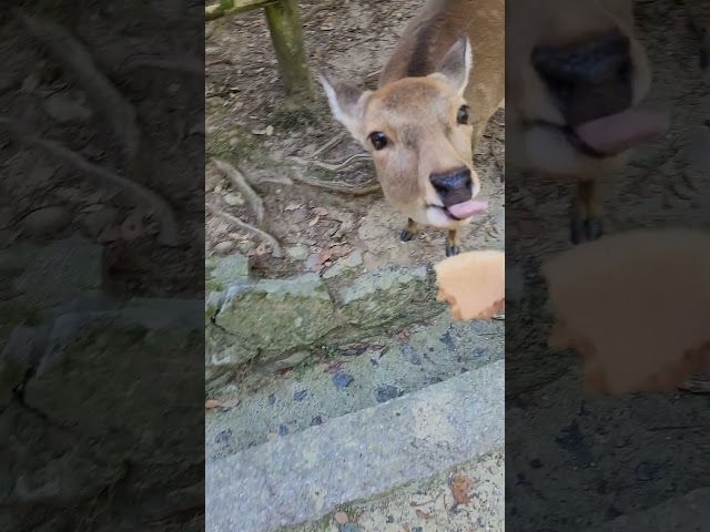 Bowing Nara Deer #narajapan #naradeer