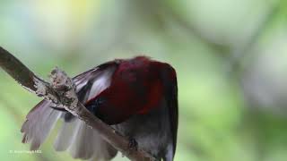 Crimson Sunbird Aethopyga siparaja siparaja – song & calls