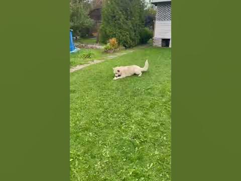 Ялма - YouTube