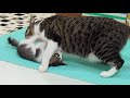 The Rescued Kitten Suddenly Becomes Polite in front of the Big Cat │ Episode.125