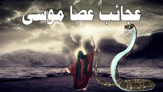 عصا موسى أشياء لا تعرفها عن عصا موسي وأين توجد الآن