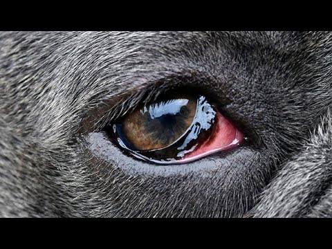 Video: Conjunctivitis In Dogs: Diagnosis And Treatment