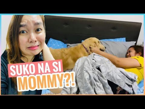 Kaya Mo Kaya? • Madali ba Mag-alaga ng isang Golden Retriever? | Harley & Euna #goldenretrieverlife