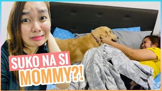 KAYA MO KAYA • Madali ba Magalaga ng isang Golden Retriever? | Harley & Euna #goldenretrieverlife