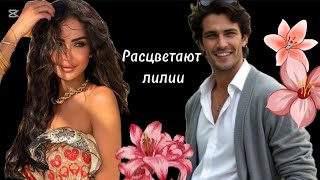 картинка: Расцветают лилии