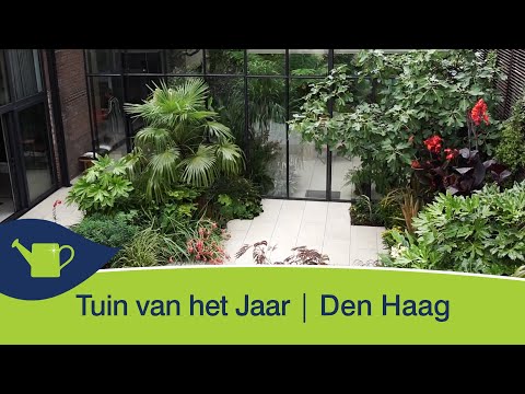 Video: Florarium - uw persoonlijke tropische tuin