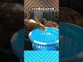 水が飲めただけで全肯定されるヒヨコ #Shorts
