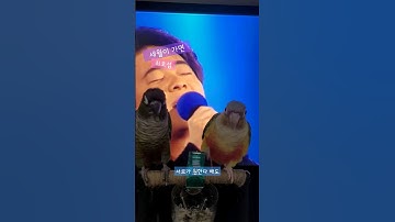 최호섭 - 세월이 가면 #Choi_ Ho-seop #1988 #새찬이와산채 #Saechan&Sanche #cuteparrot #Guna