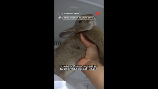 Hundreds call on Petland to stop live rabbit sales Hundreds call on Petland to stop live rabbit sales